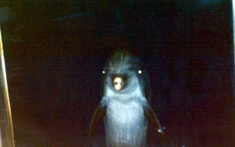 La cara oculta de los delfines