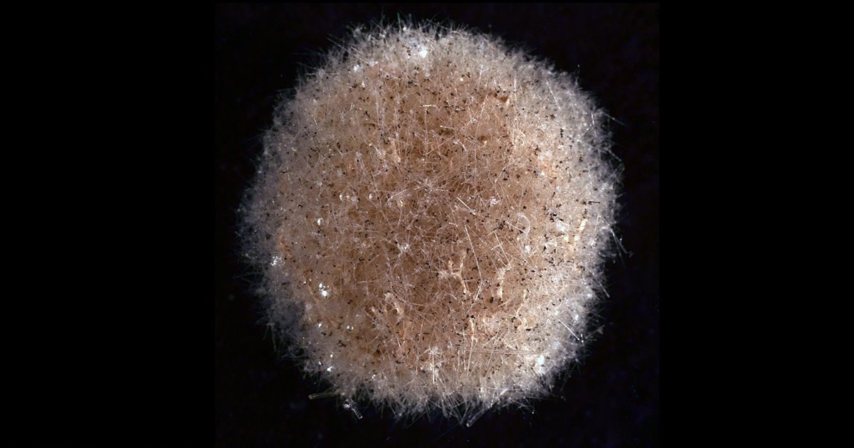 Así son los xenofóforos, los gigantes unicelulares de las profun