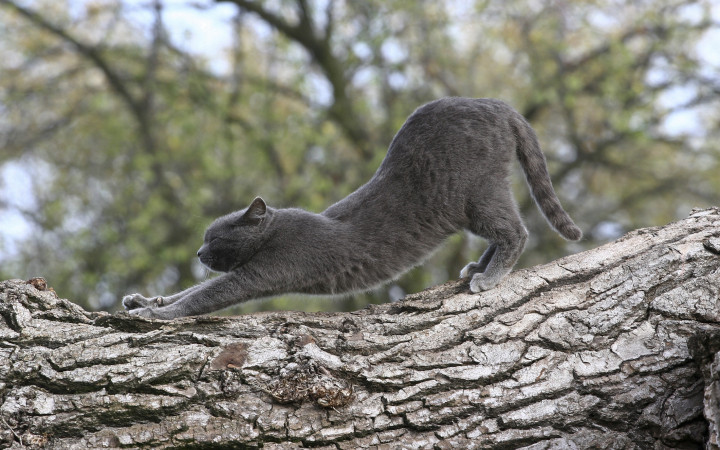 Estiramientos: Aumenta tu salud cerebral
