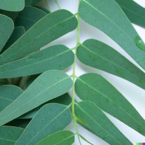 Las 10 plantas que más oxígeno producen